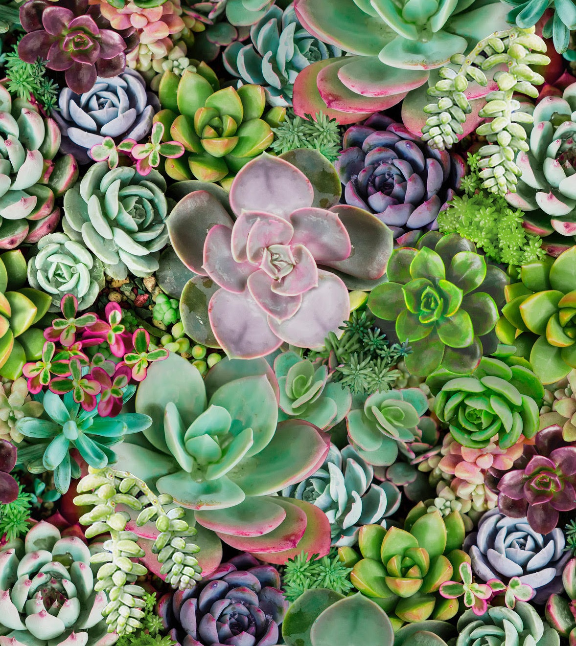 succulents wallpaper