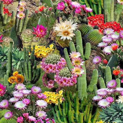 Jardín de Cactus /Cactus Garden