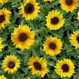 Girasol / Sunflower